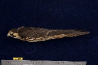 藏品(燕隼)的圖片